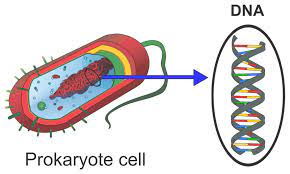 Prokaryotes dna